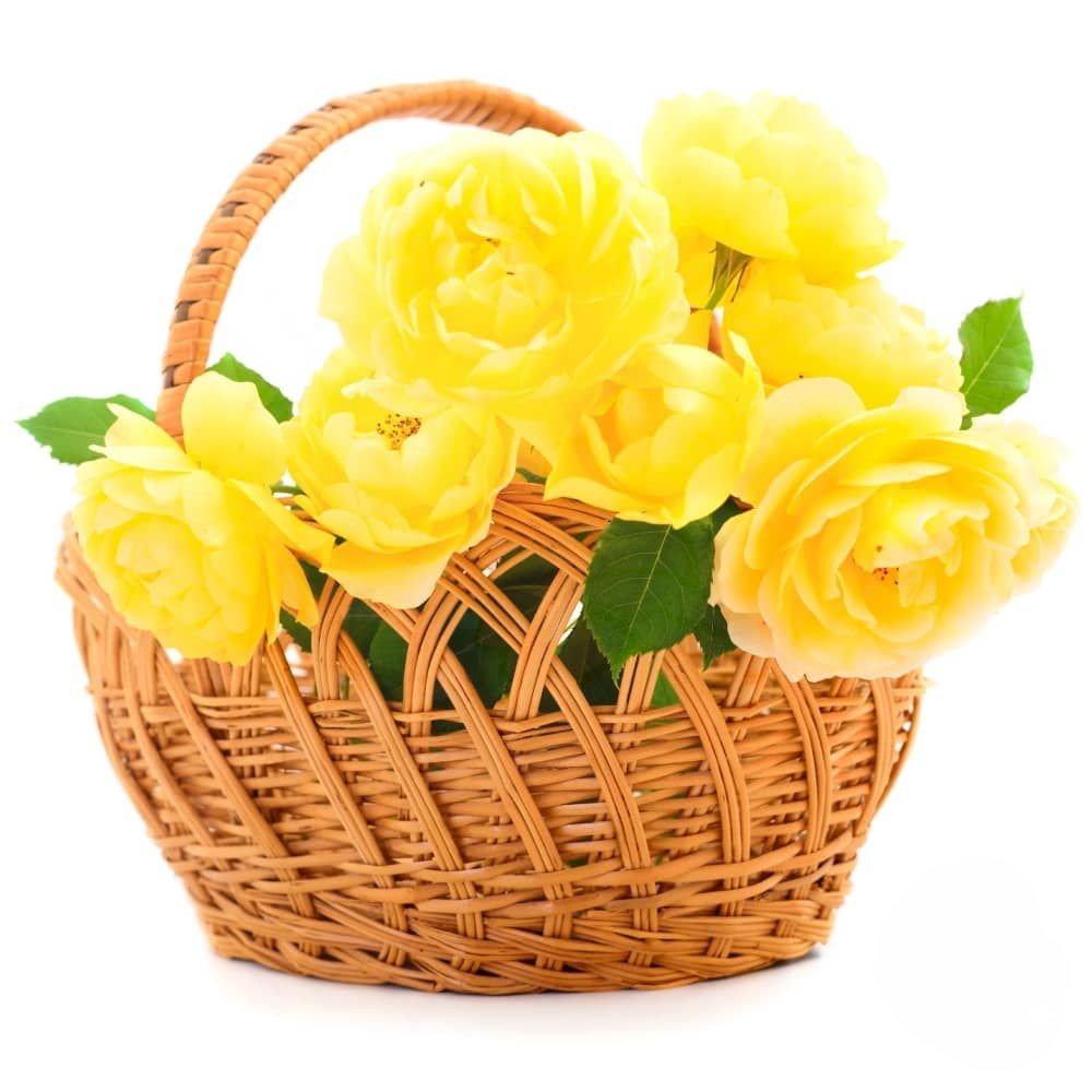 Basket of orange roses (Refined)