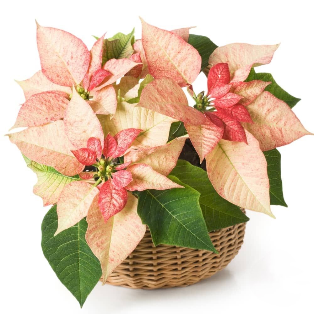 Arrangement of pink poinsettias in basket (Refined)