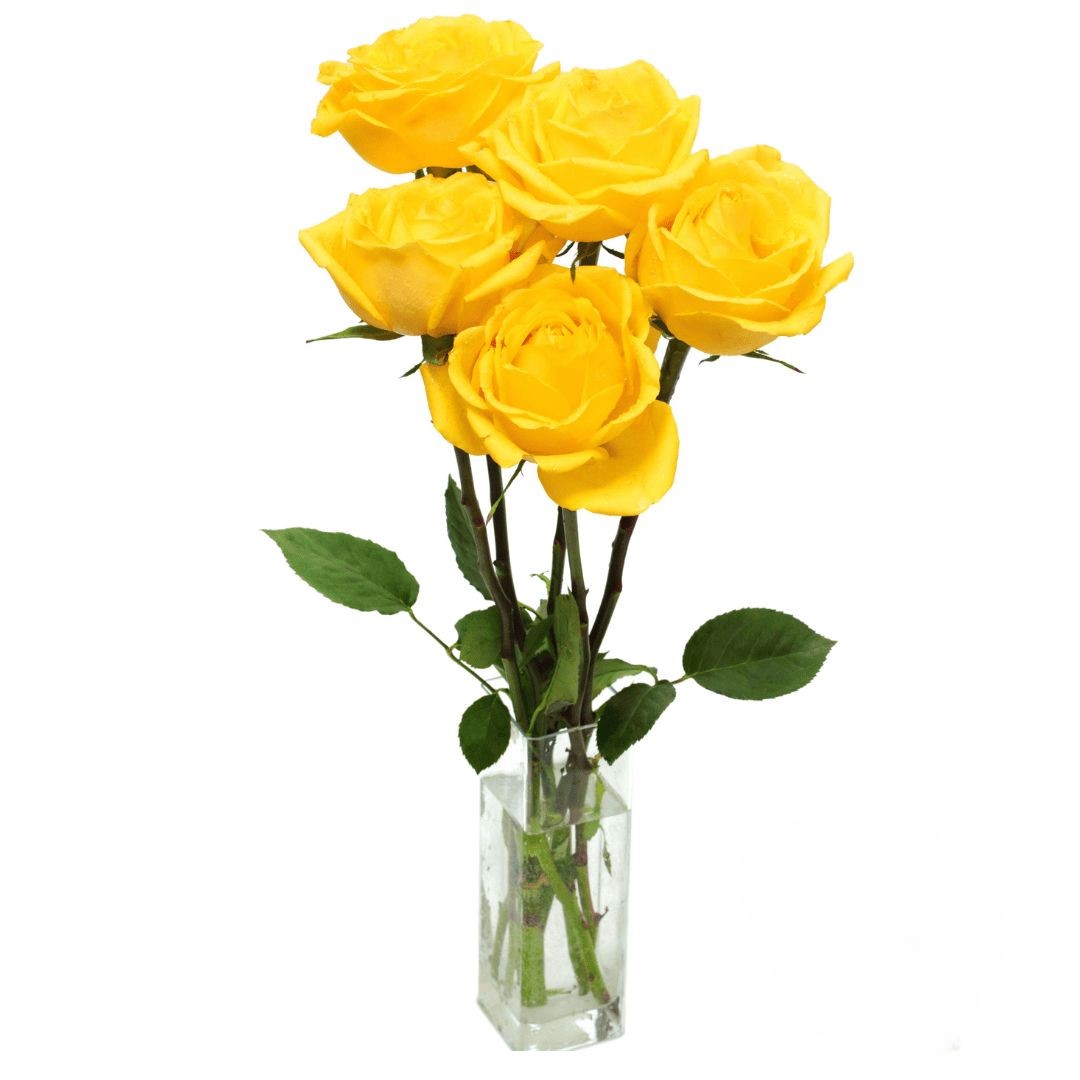5 Rose Gialle (Raffinate)
