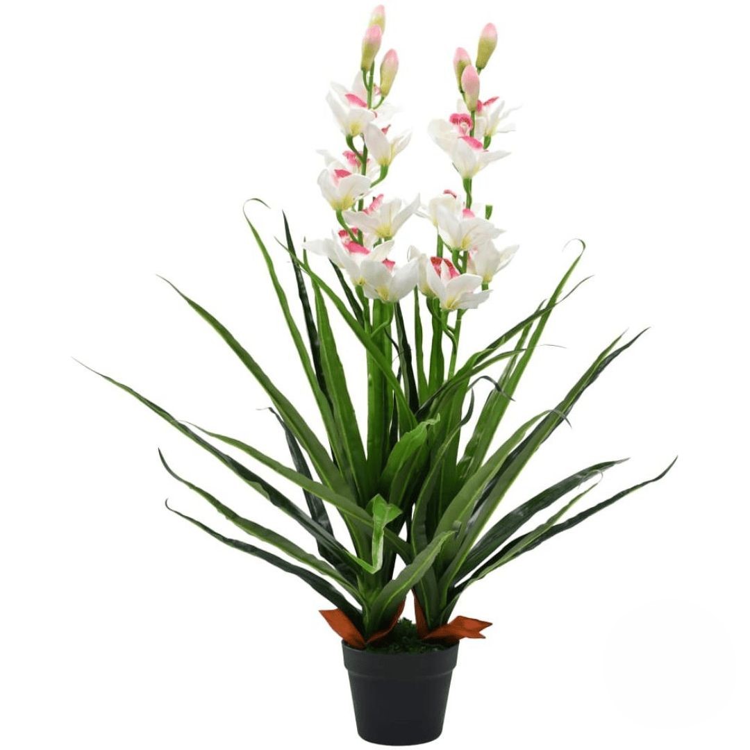 White cymbidium orchid plant (Refined)