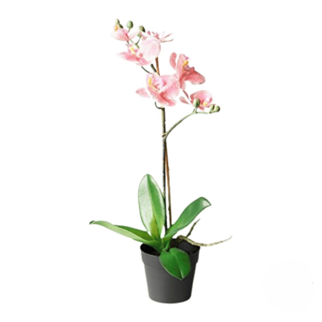 Peach orchid phalaenopsys plant (Refined)