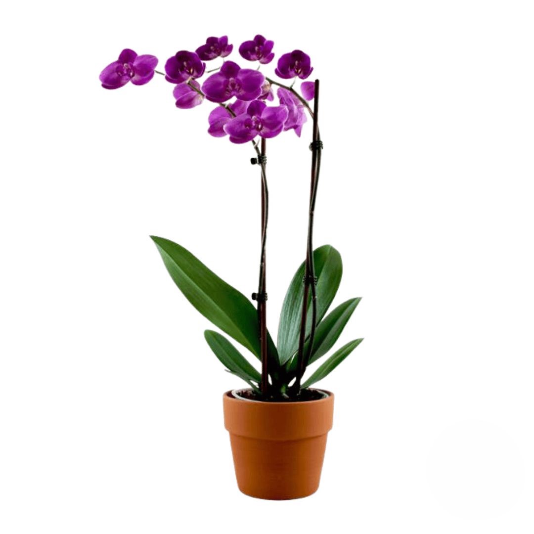 Dark purple orchid plant (Refined)