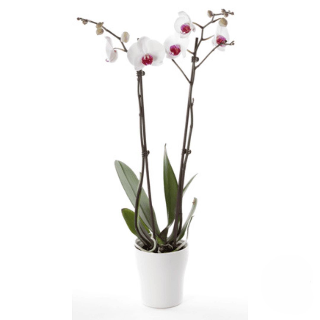 White orchid plant with purple heart (Refined)