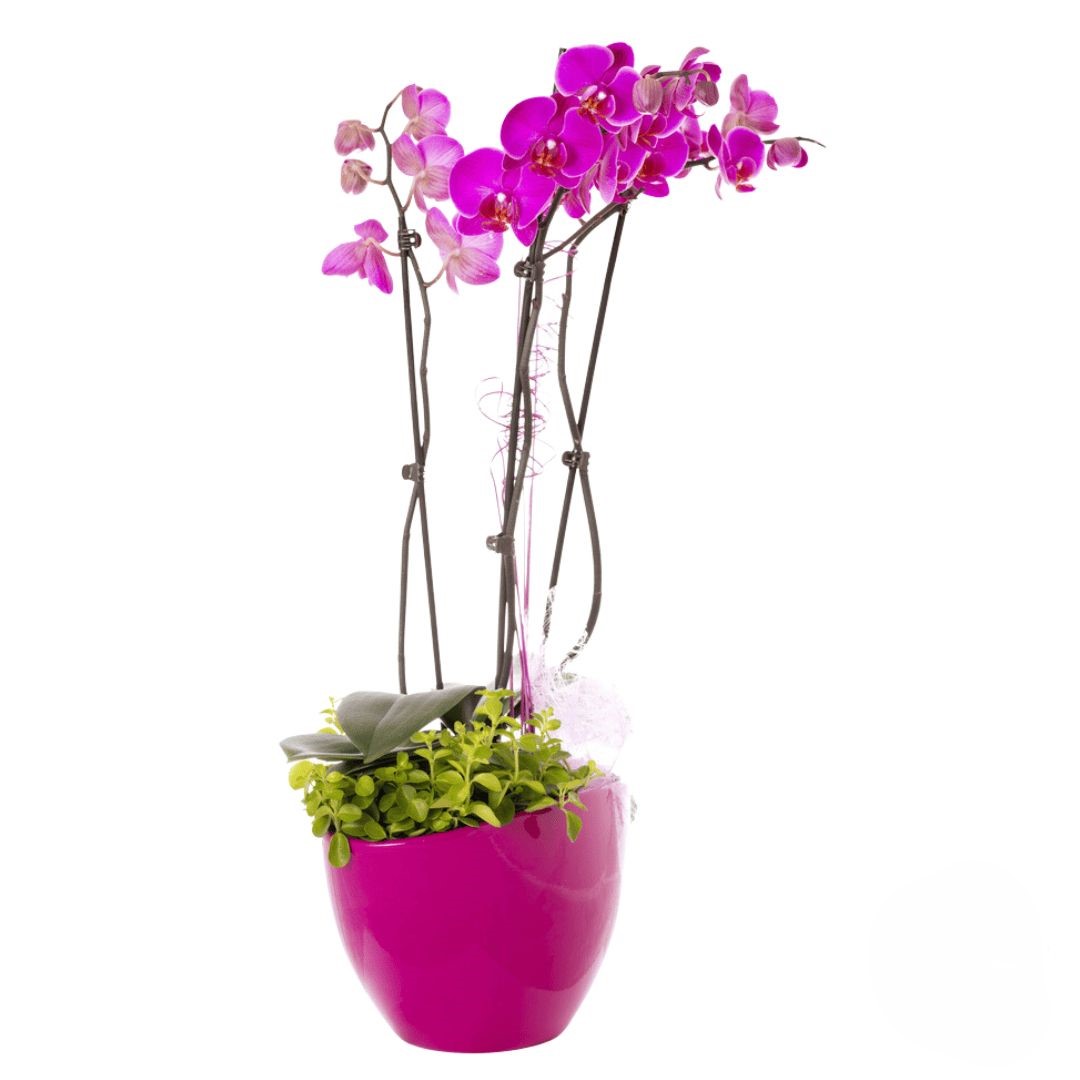 Purple orchid plant (Refined)
