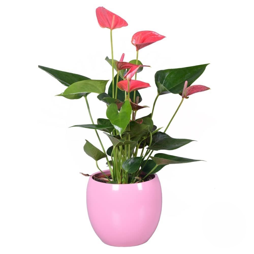 Pianta di Anthurium rosa (raffinata)