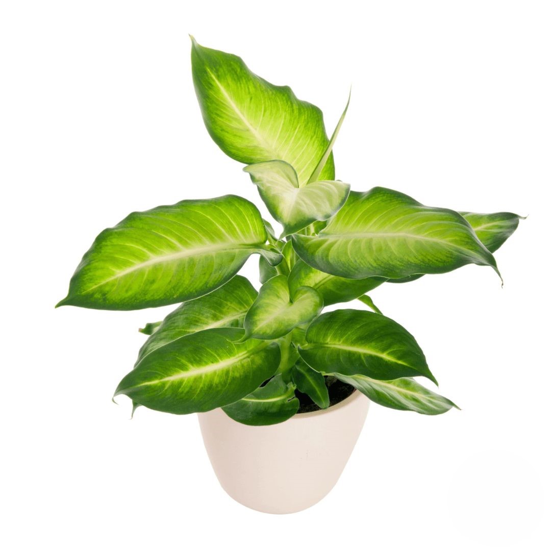 Dieffenbachia (raffinata)
