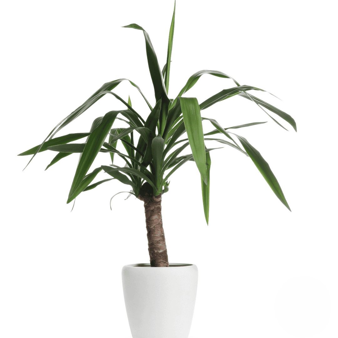 Dracaena (raffinata)