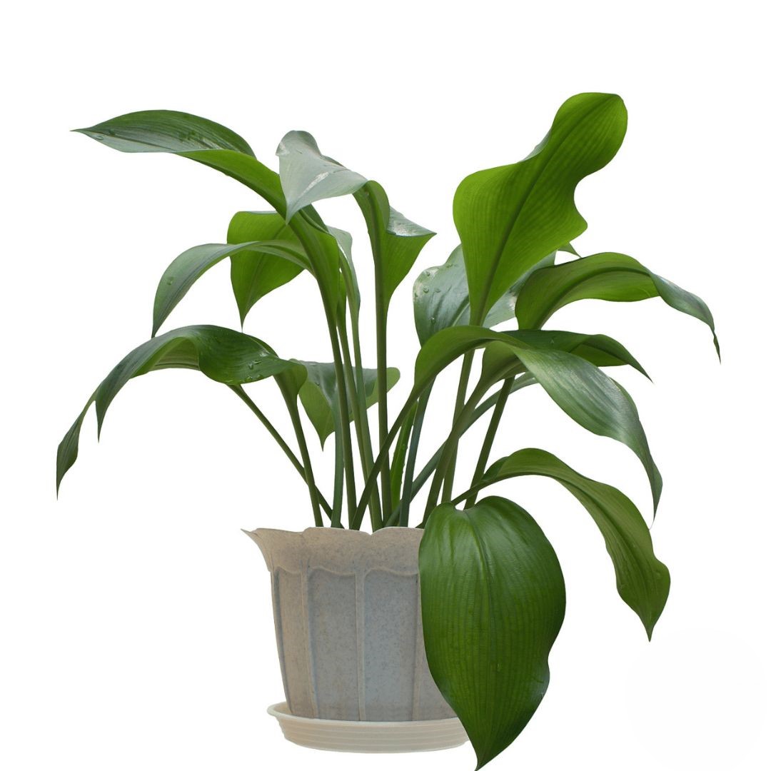 Pianta verde da interno (rifinita)