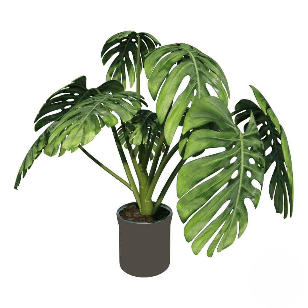 Monstera (raffinata)