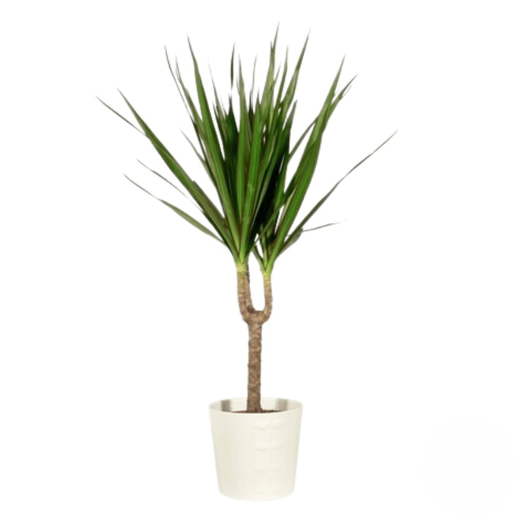 Green Plant (Refined)