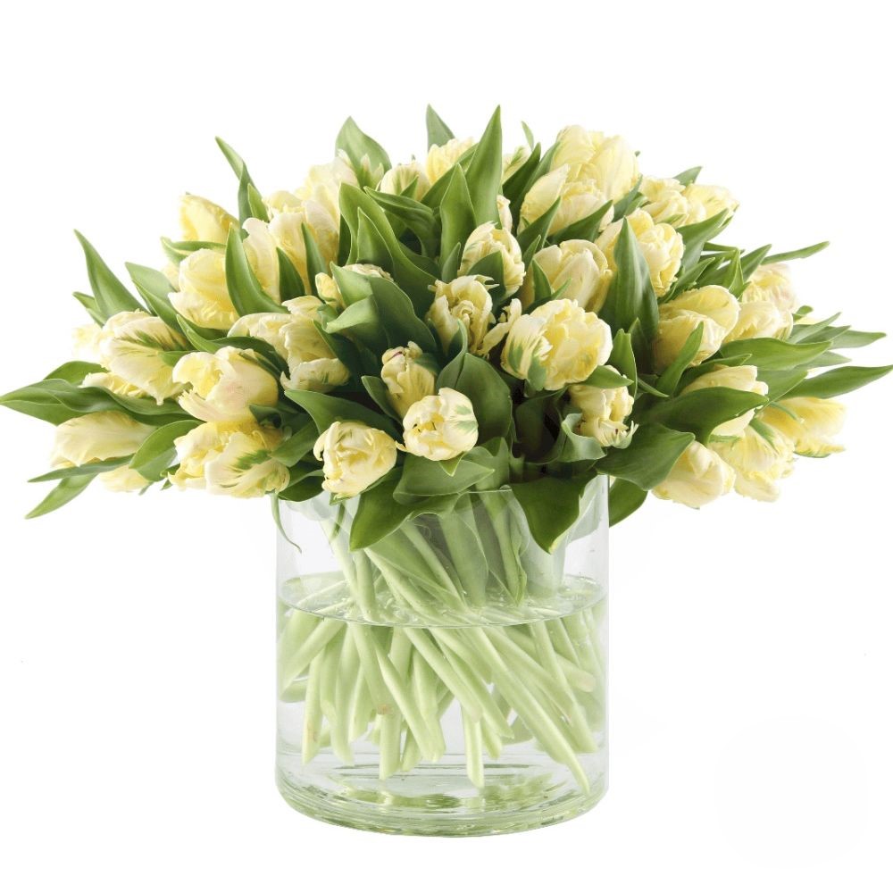Bouquet di 50 tulipani bianchi (Raffinato)