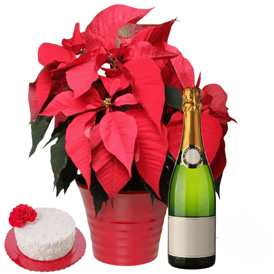 Red poinsettia with cake and sparkling wine (Refined)