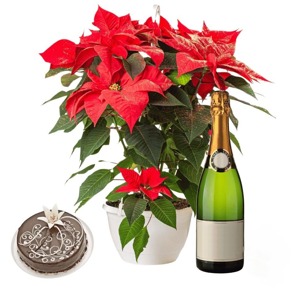 Red Poinsettia with choco cake and sparkling wine (Refined)