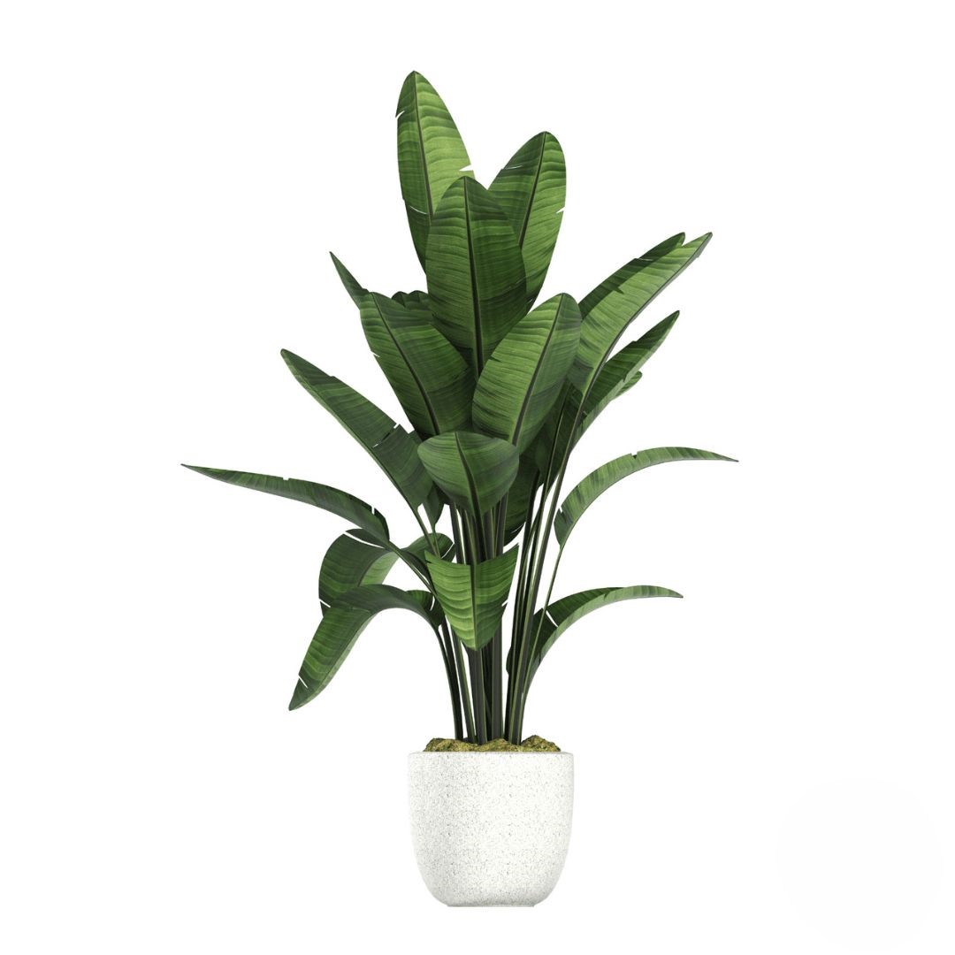 Elegante pianta verde in vaso (raffinata)