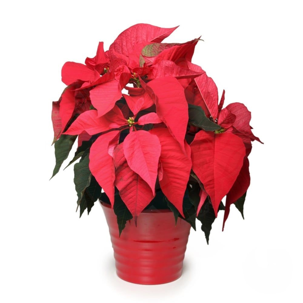 Stella di Natale rossa (raffinata)