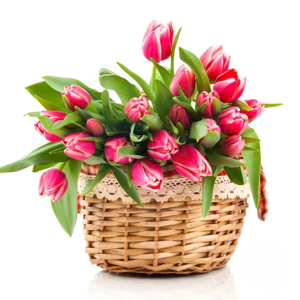 Cesto di tulipani rosa acceso (Raffinato)