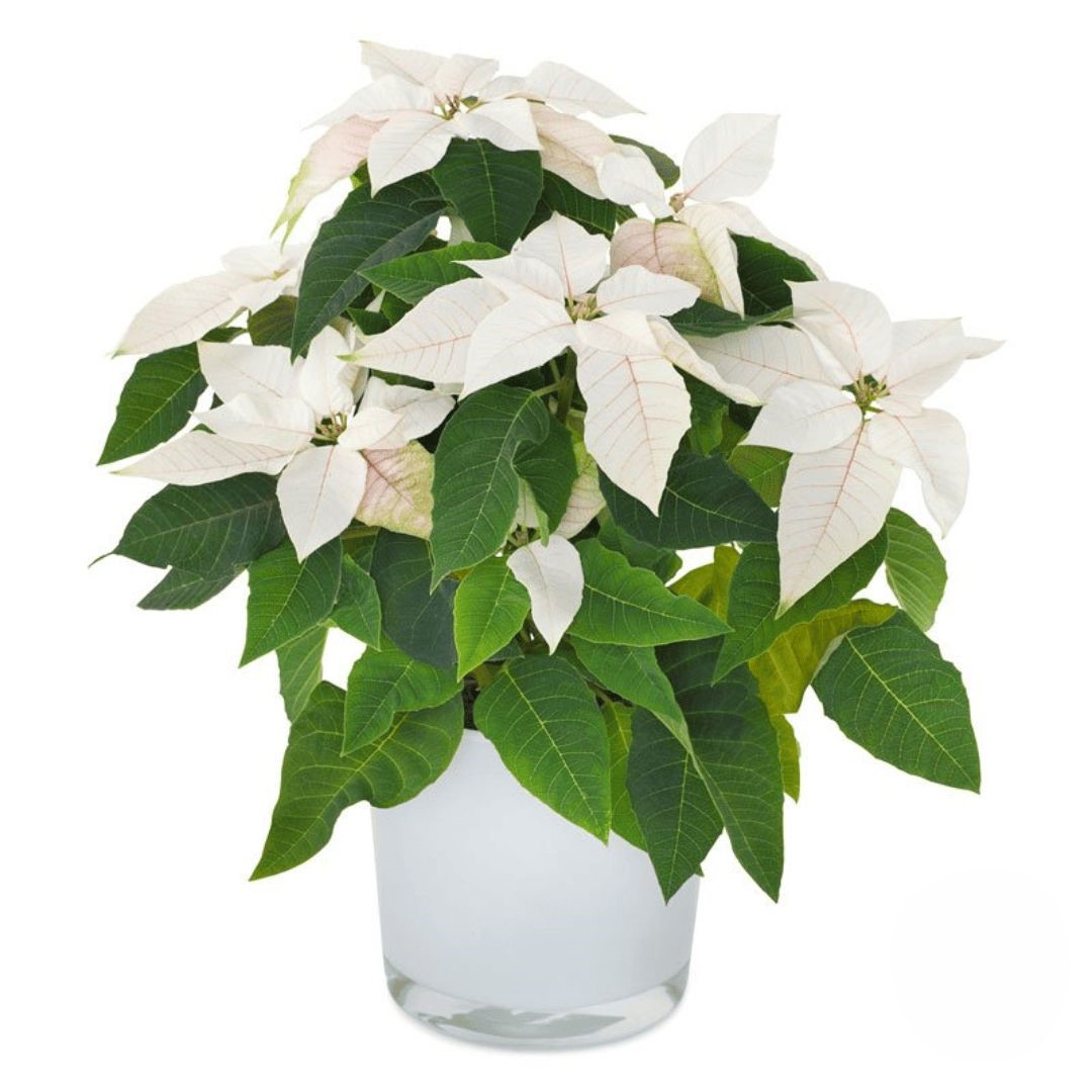 Stella di Natale Bianca (Deluxe)