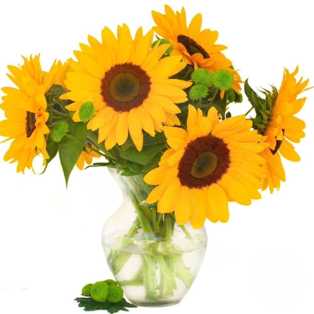 Girasoli in vaso (raffinati)
