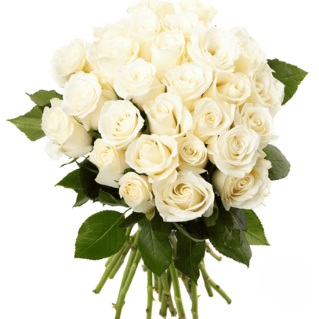 Bouquet di 24 rose bianche (raffinate)