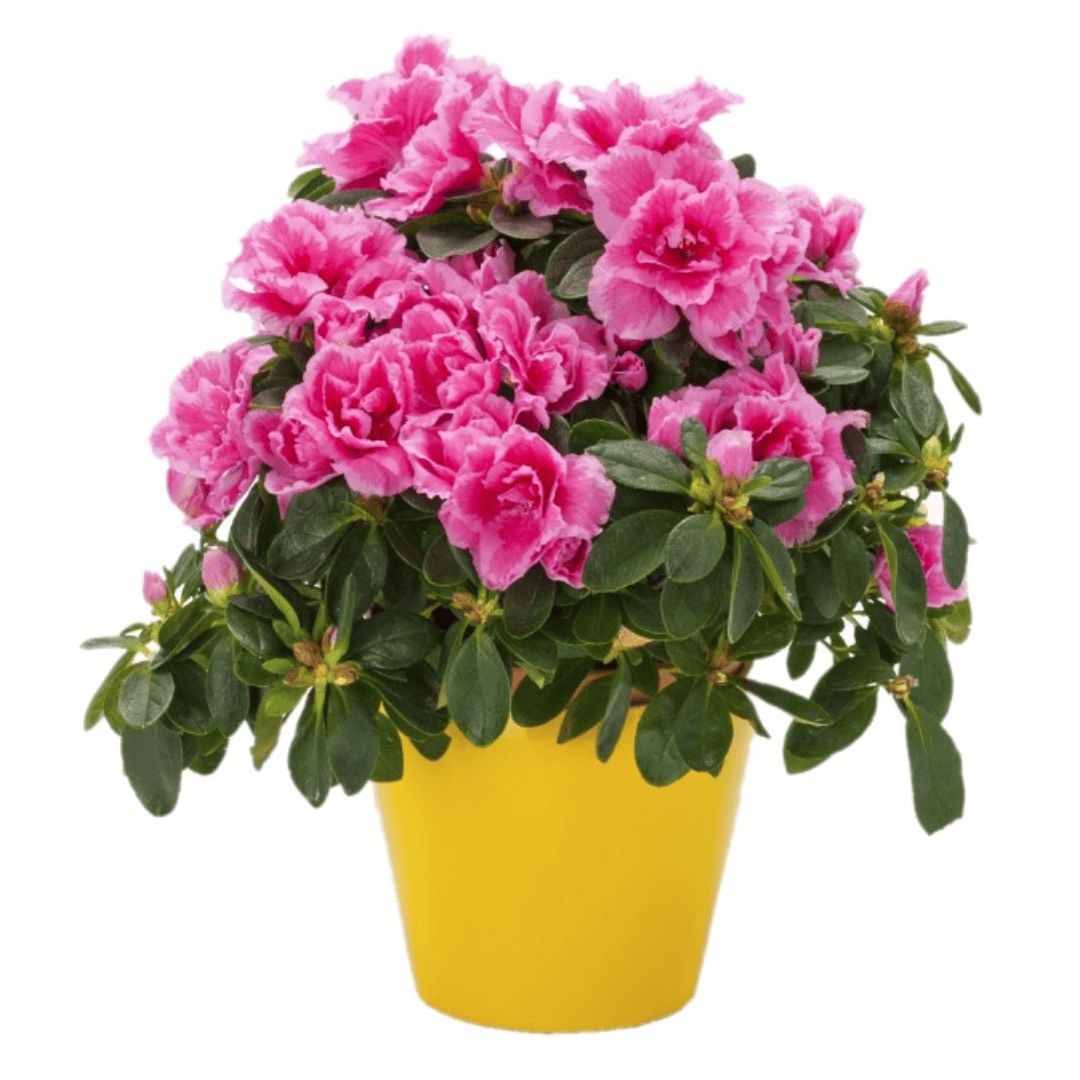 Azaleas Plant (Refined)