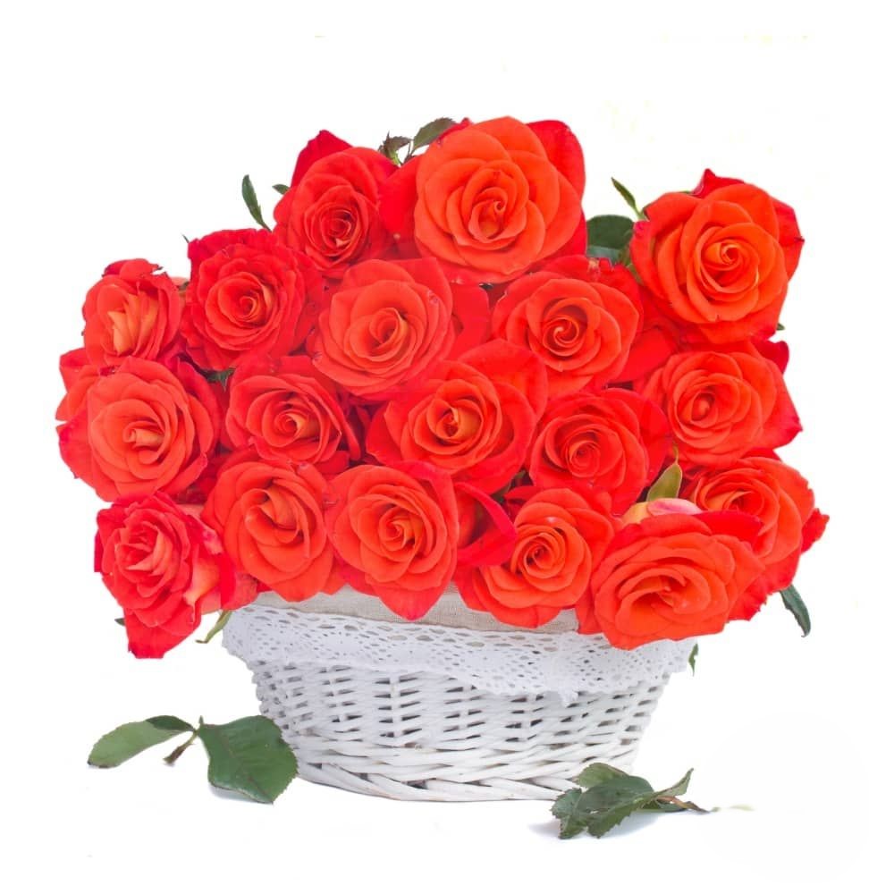 Basket of orange roses (Refined)