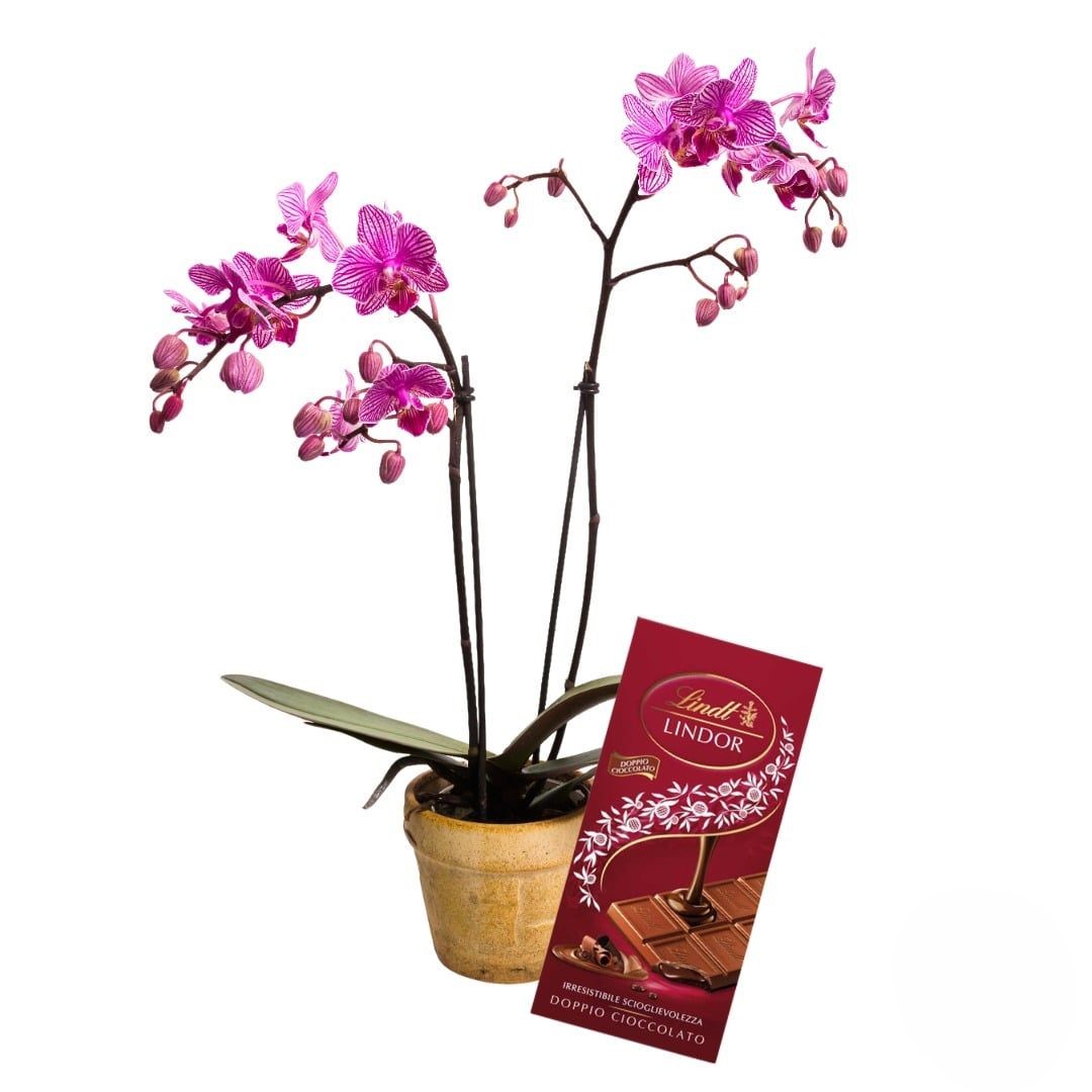 Pianta di orchidea rosa con tavoletta di cioccolato (Raffinata)