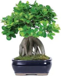 Bonsai (Composizione Classica)