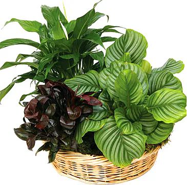 Fascino verde (Composizione classica)