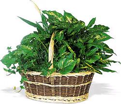 Miscela verde (composizione classica)