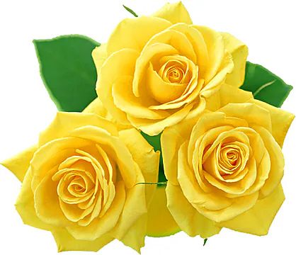 Trio of yellow roses (Classic Composition)