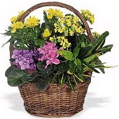 Sympathy basket (Classic Composition)