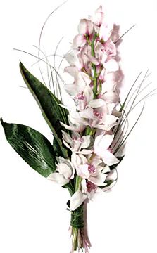 Ramo di Cymbidium (Composizione Classica)