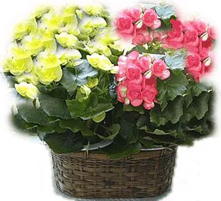 Begonia bis (Composizione classica)
