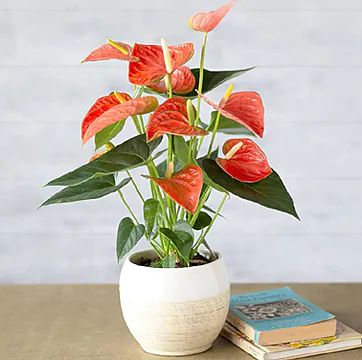 Anthurium (Composizione classica)