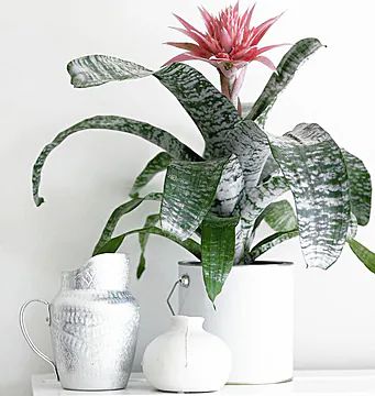 Bromelia (Classic Composition)