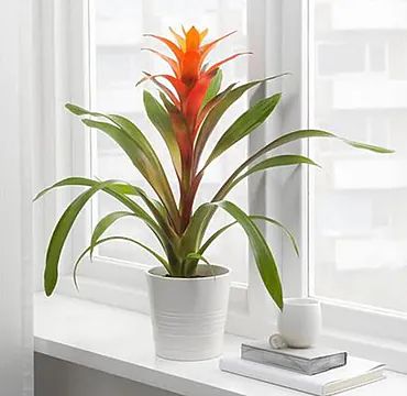 Guzmania (Composizione classica)